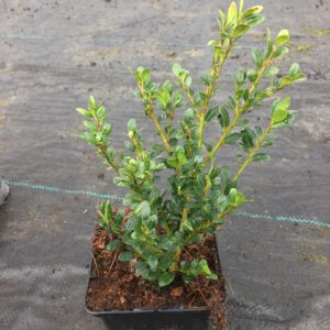 Compact,langzame groeier 10-20 cm per jaar, ilex crenata Glory Gem