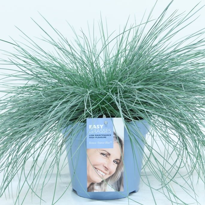 Div soorten groenblijvende exclusieve Siergrassen in 17 cm pot. - Afbeelding 6