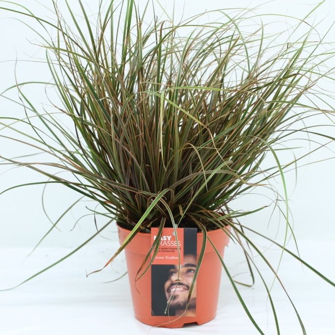 Div soorten groenblijvende exclusieve Siergrassen in 17 cm pot. - Afbeelding 9