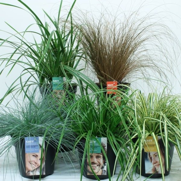 Exclusieve groenblijvende Siergras Collecte