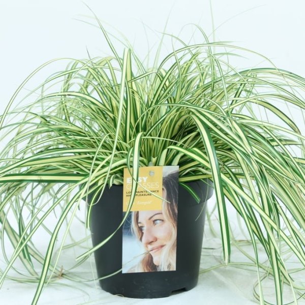 Everest en evergold lijken veel op elkaar