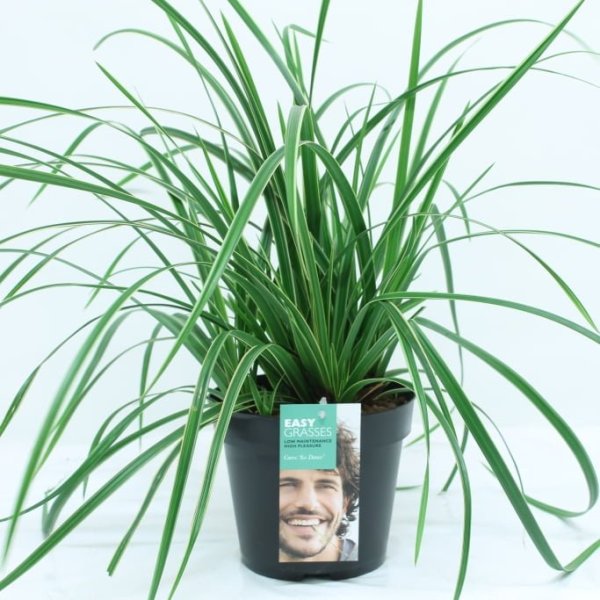 Div soorten groenblijvende exclusieve Siergrassen in 17 cm pot. - Afbeelding 5