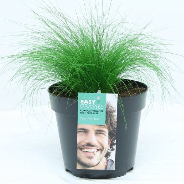 Div soorten groenblijvende exclusieve Siergrassen in 17 cm pot. - Afbeelding 8