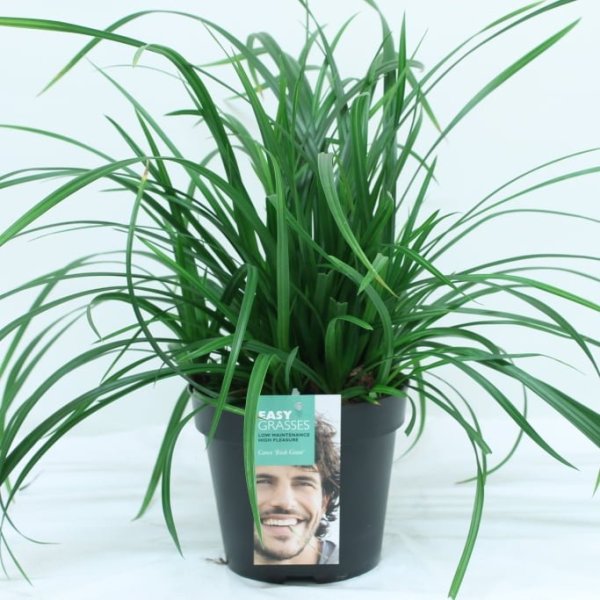 Div soorten groenblijvende exclusieve Siergrassen in 17 cm pot. - Afbeelding 2