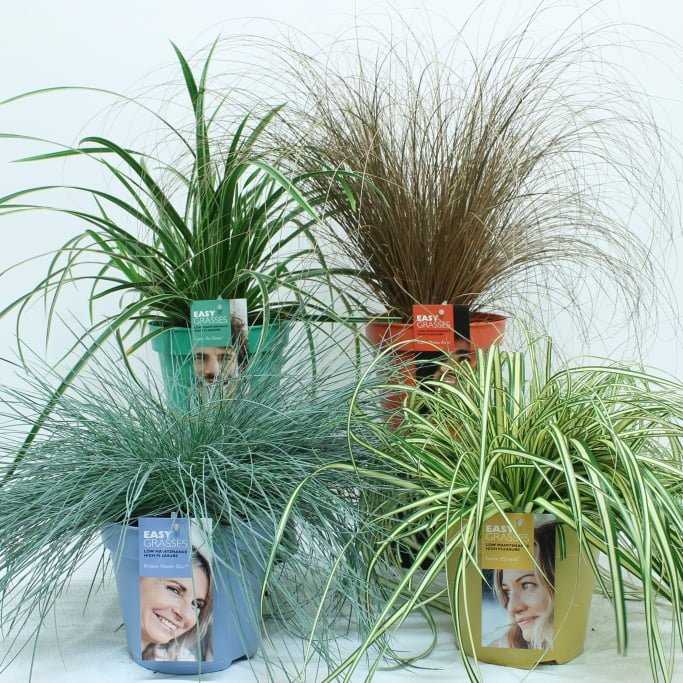 Div soorten groenblijvende exclusieve Siergrassen in 17 cm pot. - Afbeelding 7