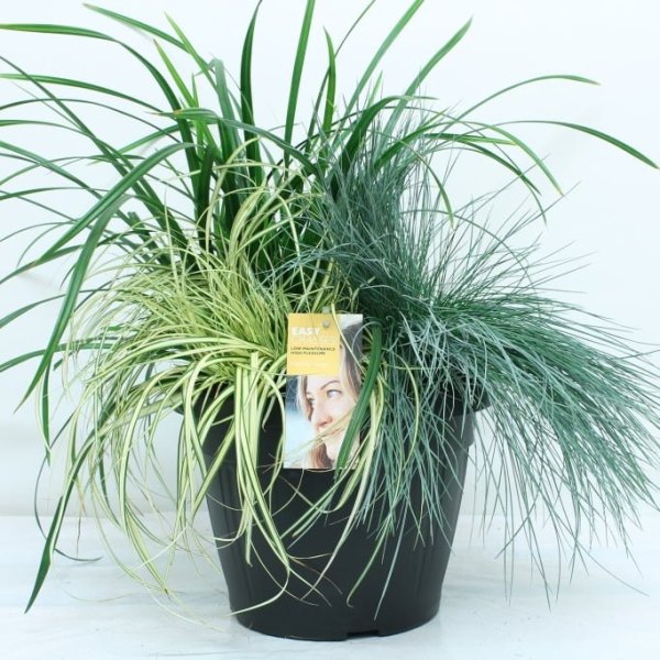 Div soorten groenblijvende exclusieve Siergrassen in 17 cm pot. - Afbeelding 11