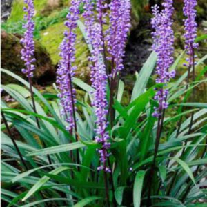 Liriope muscari Royal Purple kenmerkt zich door de donkere bloemstelen