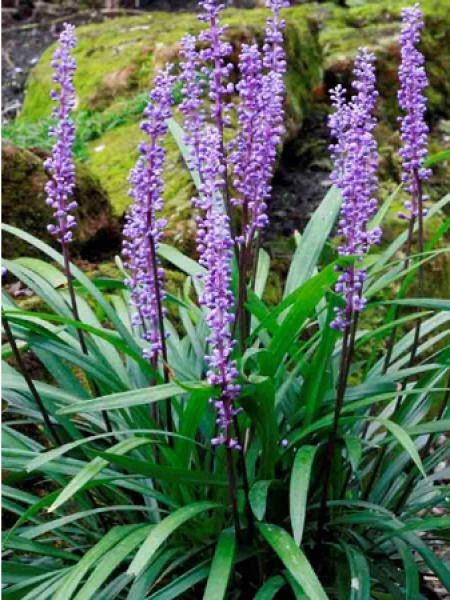 Liriope muscari Royal Purple kenmerkt zich door de donkere bloemstelen