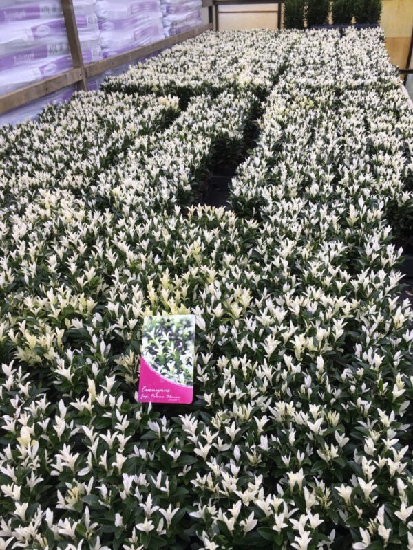 Euonymus Paloma Blanca, aparte exotische haag en van maart tot juni mooie groeiwijze.