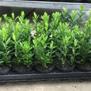 euonymus Green Spire met 4 planten per pot
