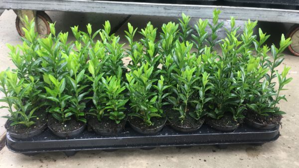 euonymus Green Spire met 4 planten per pot