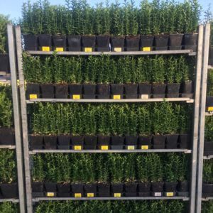 ILEX crenata caroline upright, met 3/4 planten per pot