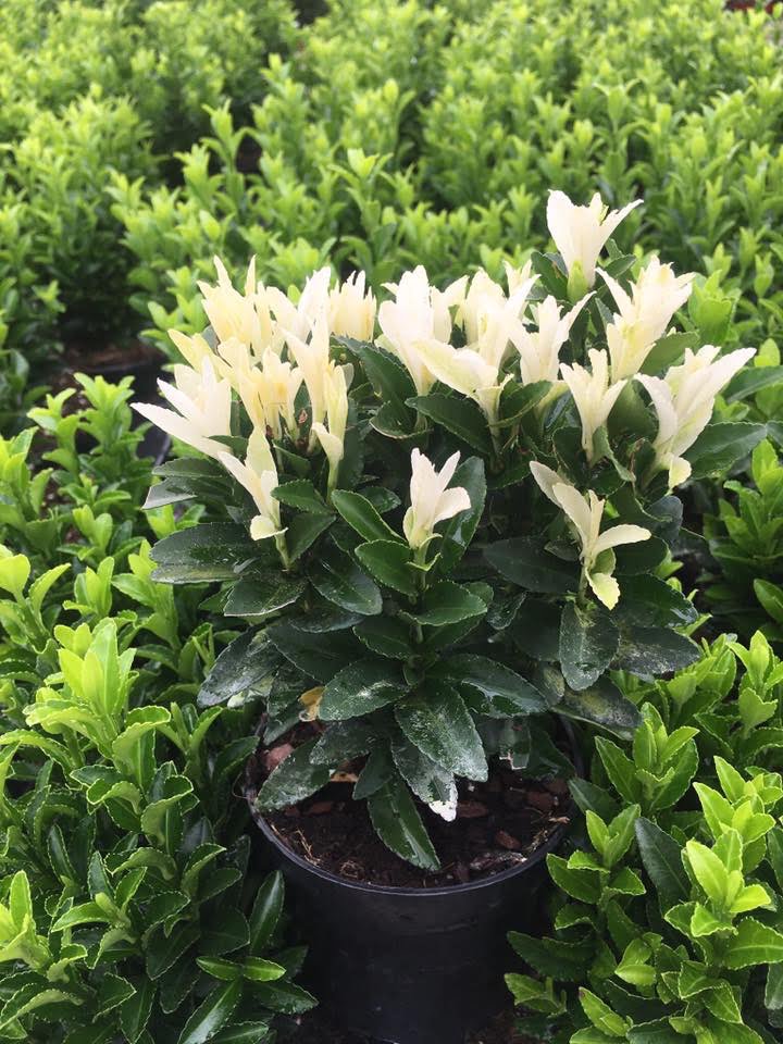 Euonymus japonica Paloma Blanca een mooie haagplant