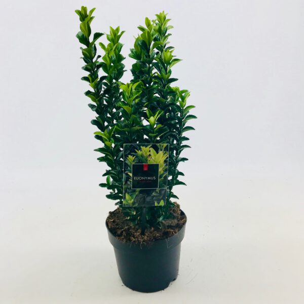 euonymus green spire, meest verkochte Euonymus , top 5 Buxus vervanger