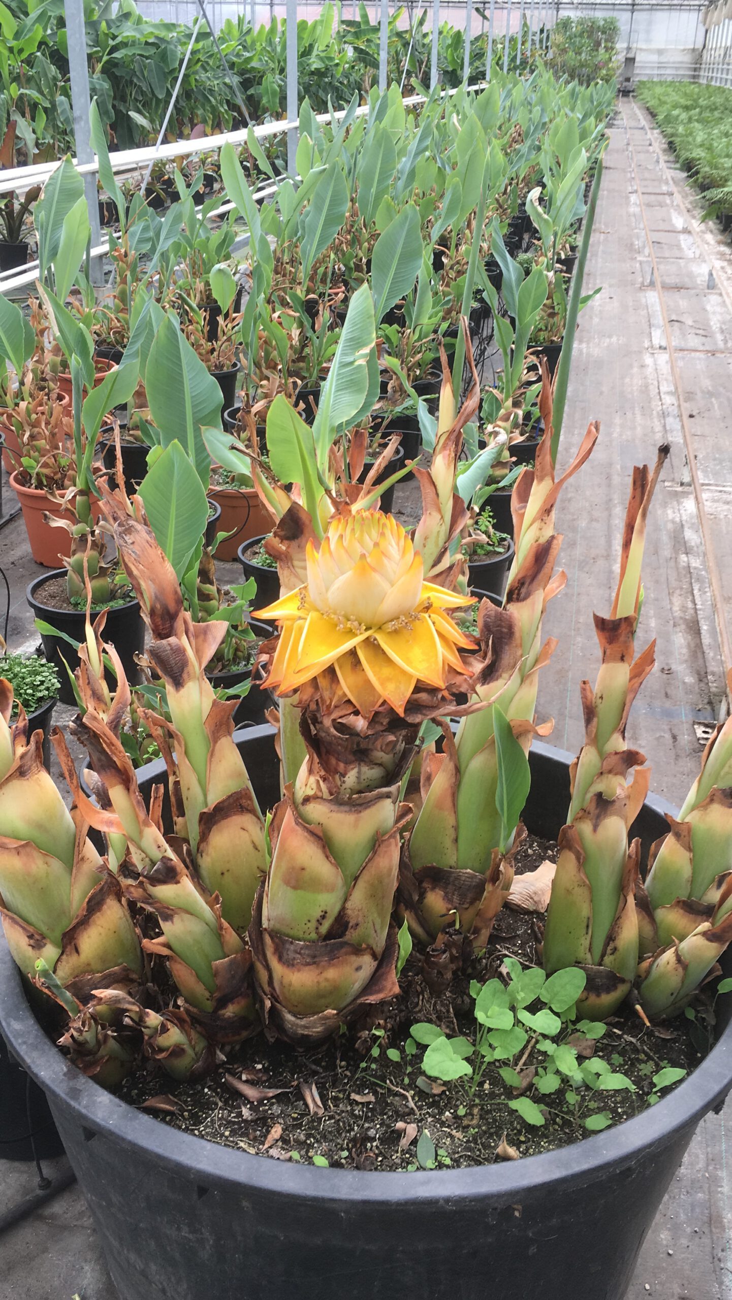 Musella lasiocarpa - Gouden Lotus banaan - Afbeelding 4