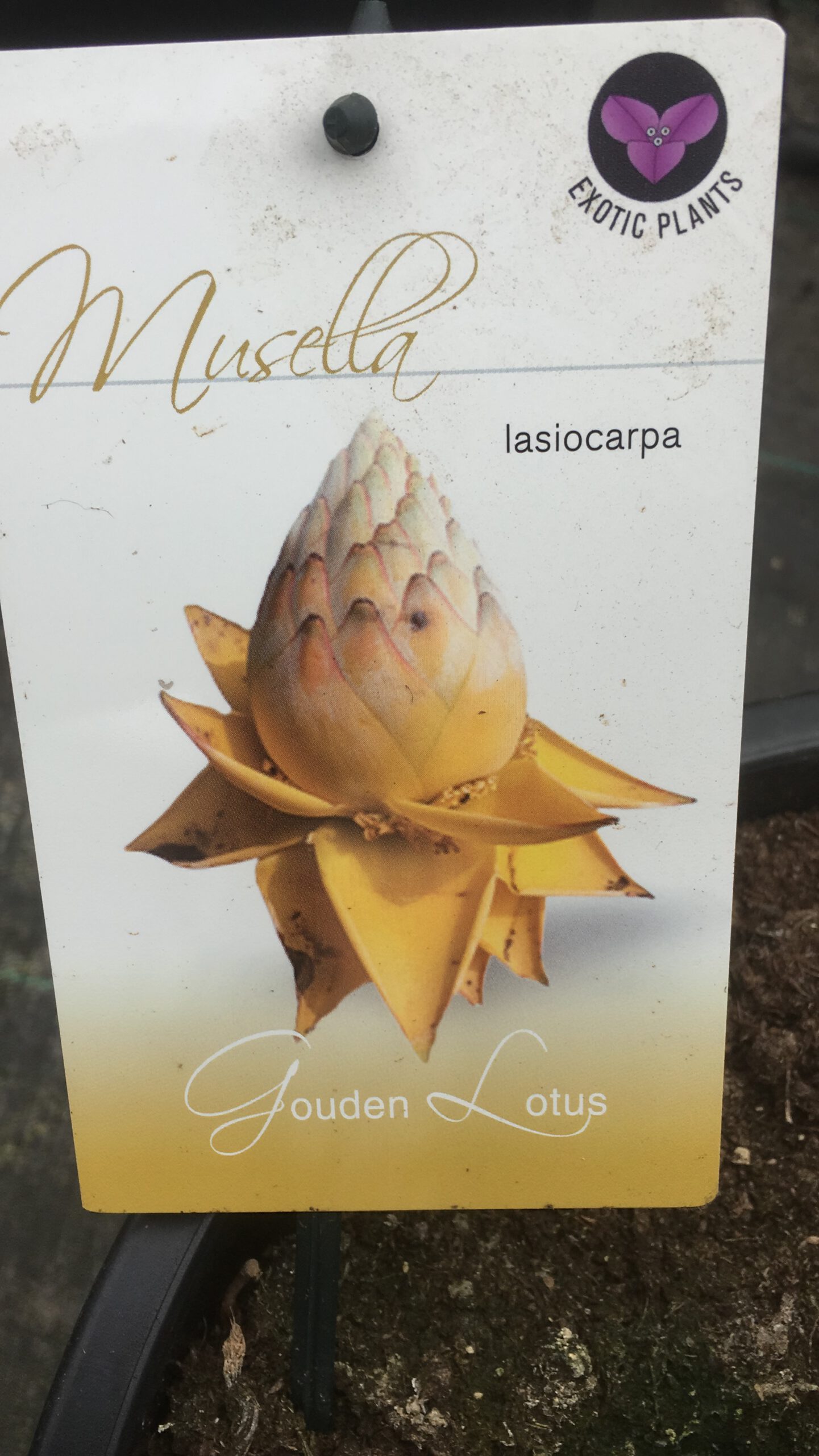 Musella lasiocarpa - Gouden Lotus banaan - Afbeelding 5