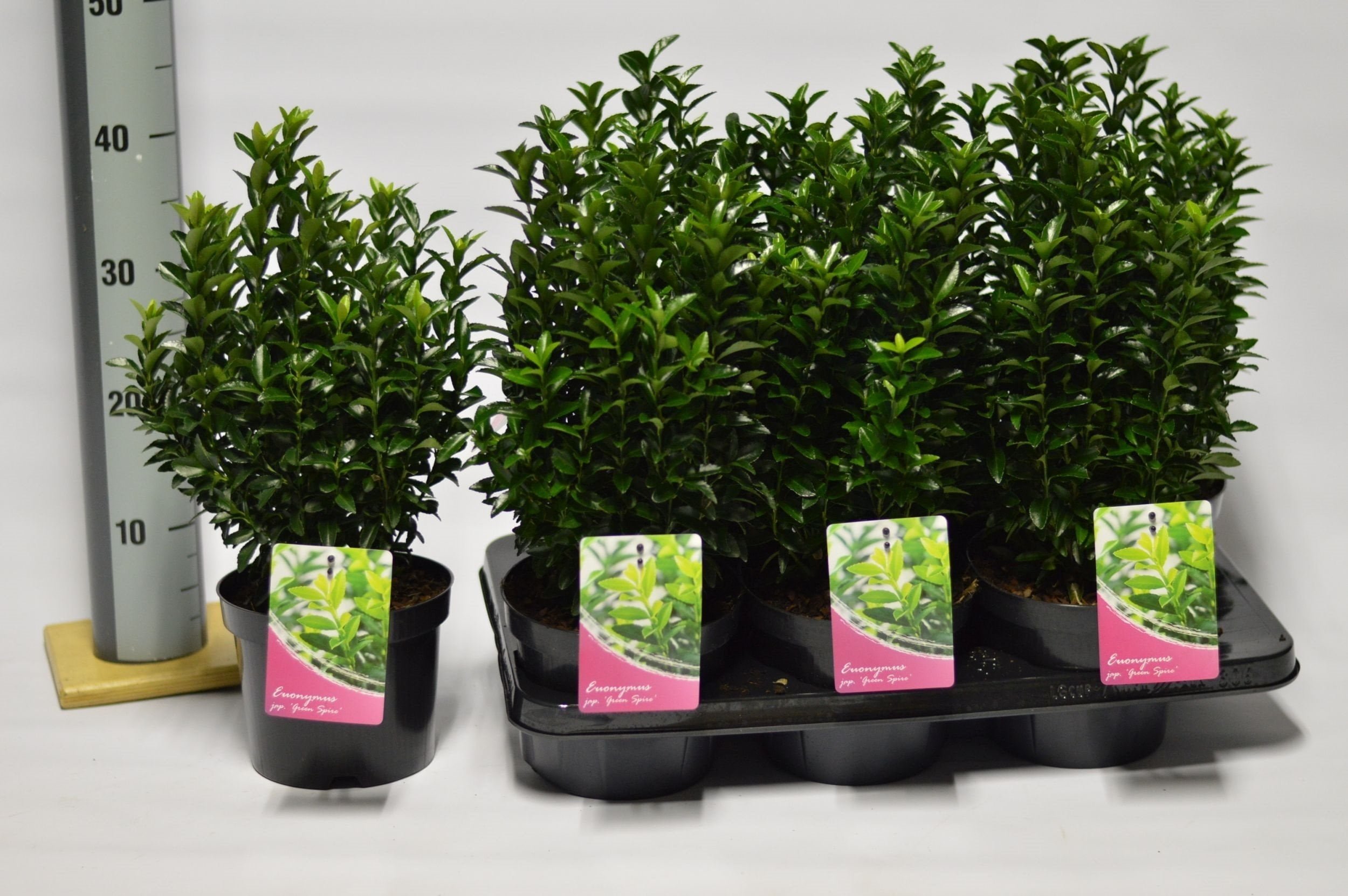 Euonymus ‘’Green Spire’’ -  Kardinaalsmuts 10/20 t/m 40/50 cm - Afbeelding 3