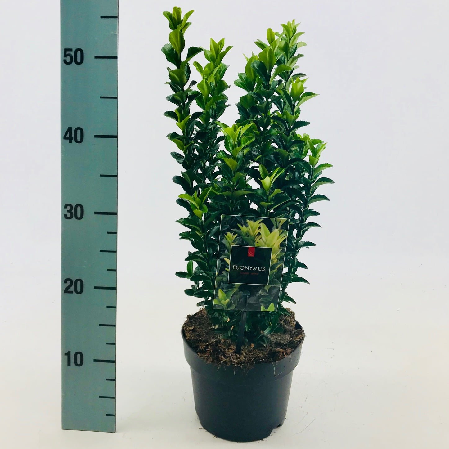 Euonymus ‘’Green Spire’’ -  Kardinaalsmuts 10/20 t/m 40/50 cm - Afbeelding 5