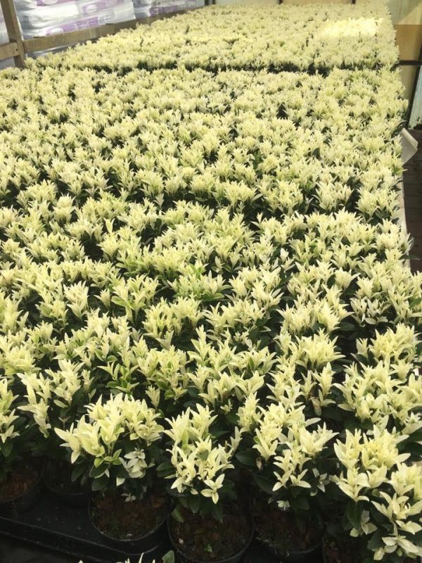 Euonymus japonica Paloma Blanca een mooie haagplant