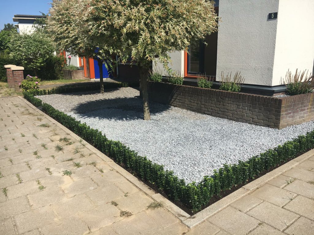 Euonymus groenblijvend, geschikt voor alle grondsoorten, strakke hagen