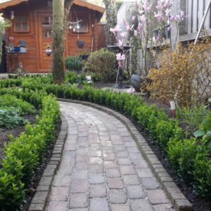 Dankjewel Buxuskoning, voor het thuisbrengen van deze mooie volle Euonymus planten, liefst 7 planten in één pot,