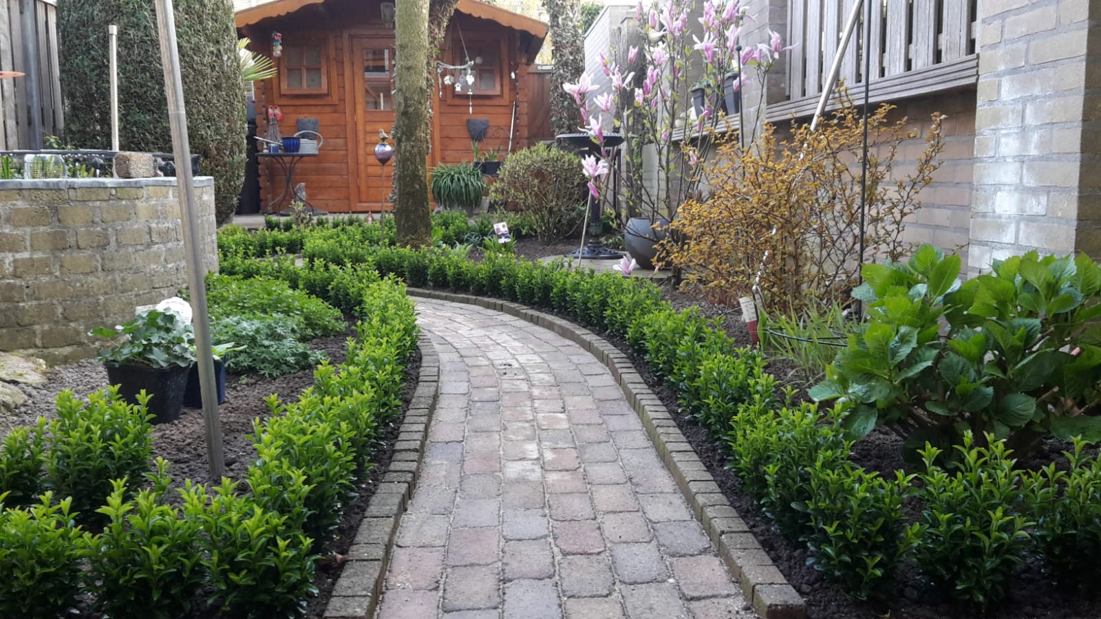 Dankjewel Buxuskoning, voor het thuisbrengen van deze mooie volle Euonymus planten, liefst 7 planten in één pot,