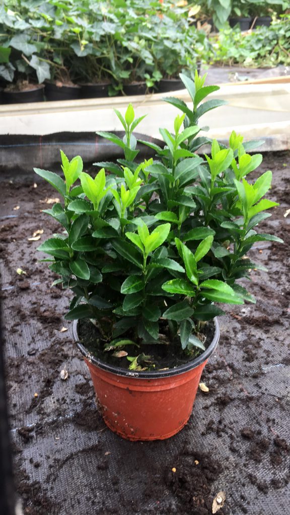 Euonymus ‘Green Spire” is een TOP Buxus vervanger