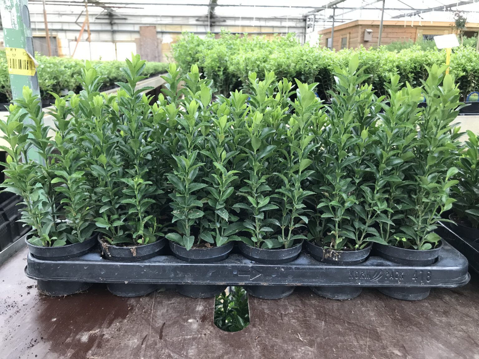 Euonymus ‘’Green Spire’’ Kardinaalsmuts 9 cm pot 10/20 en 20/30