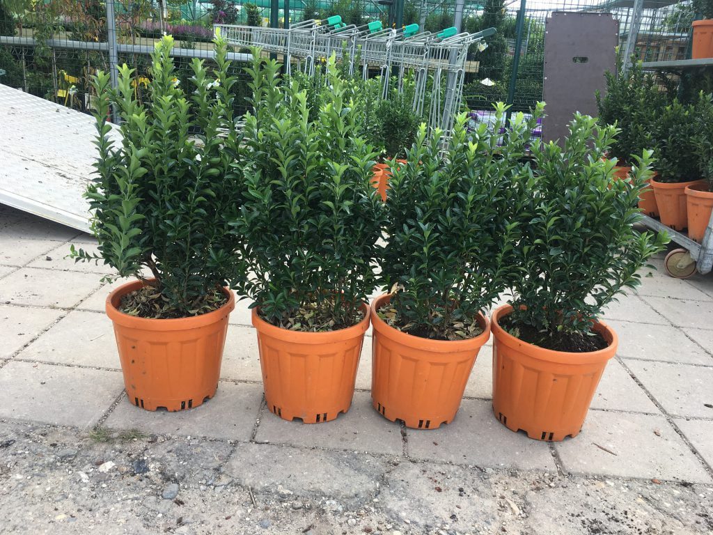 Euonymus japonica Green Spire 40/60 cm hoog,