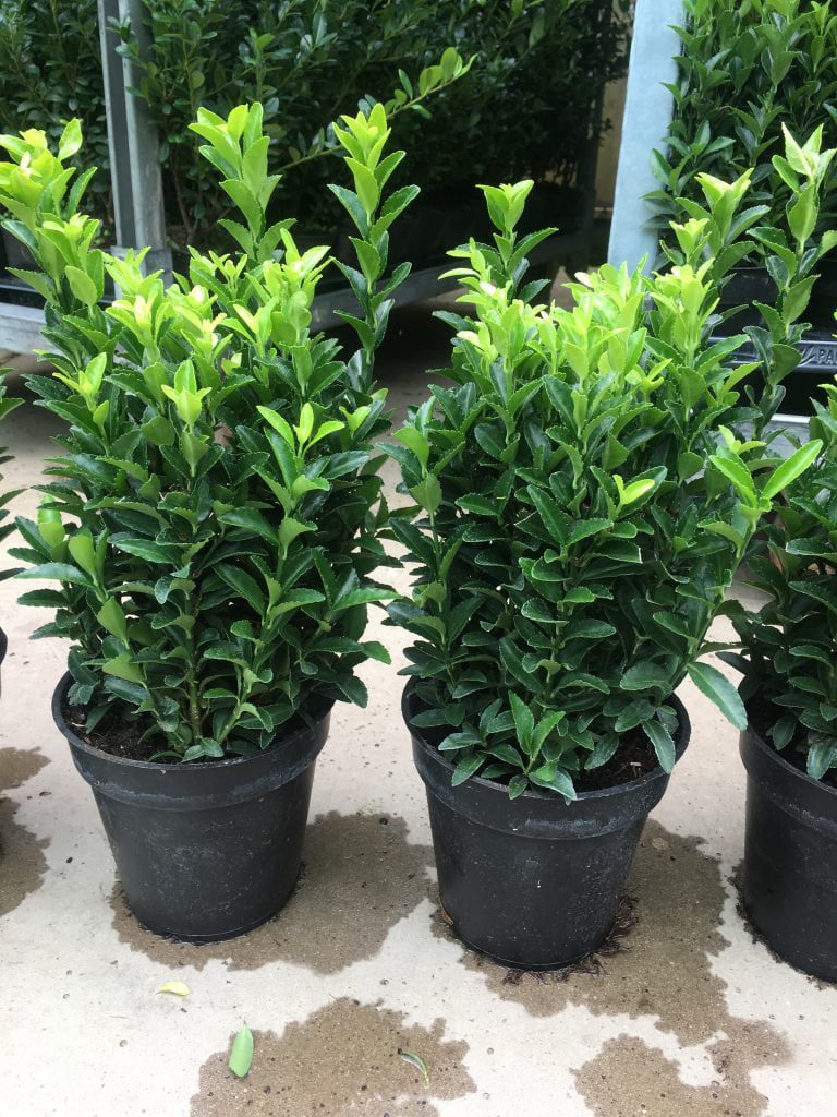 Zeer volle Euonymus planten met maar liefs 6 planten per pot