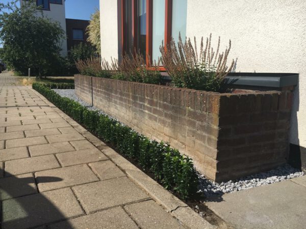 Euonymus groenblijvend, geschikt voor alle grondsoorten, strakke hagen