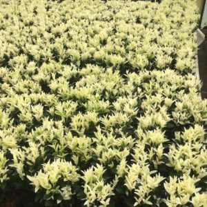 Euonymus japonica Paloma Blanca een mooie haagplant