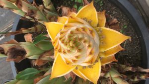 Musella lasiocarpa - Gouden Lotus banaan