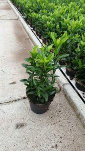 Euonymus japonicus Green Spire met 4 platen per pot en 10-20 cm hoog