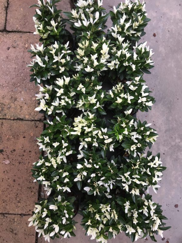 Euonymus Paloma Blanca, aparte exotische haag en van maart tot juni mooie groeiwijze.