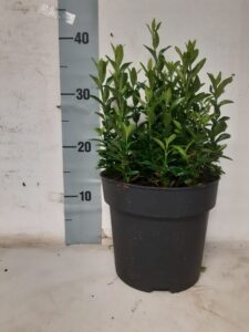 Euonymus Green Spire- kardinaalsmuts met 16 planten in pot geplaatst, volle haag , 5 per meter