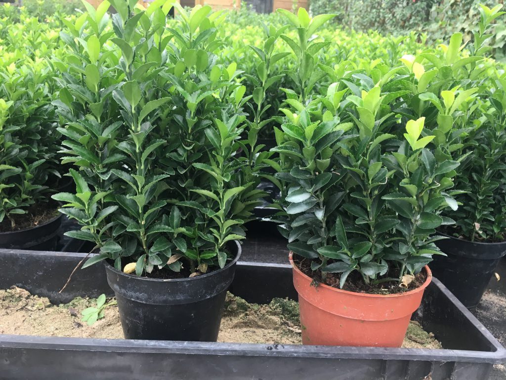 13 cm pot met 6/7 planten in één pot