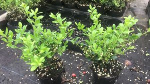 Ilex crenata Caroline Upright, het meest gevraagd en verkocht