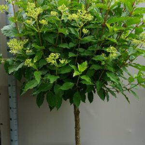 XXXL Hydrangea op stam,