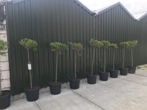 Hydrangea paniculata LIMELIGHT op stam XXL