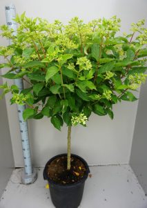 XXXL Hydrangea op stam,