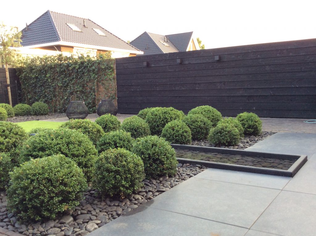 Ilex crenata Convexa, 40 bollen in één tuin in Warnsveld, omg Zutphen