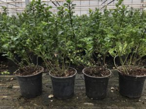 Ilex “Little Rascal” verlaagd in prijs met 5 tot 10 takken gemiddeld, goed snoeien geeft veel groeien, daarna volle struiken