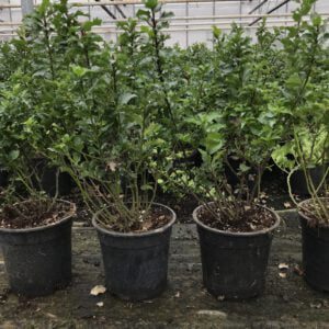 Ilex “Little Rascal” verlaagd in prijs met 5 tot 10 takken gemiddeld, goed snoeien geeft veel groeien, daarna volle struiken
