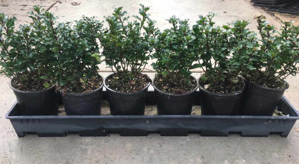 Ilex crenata Little Rascal in 17 cm pot, 5 a 6 per meter