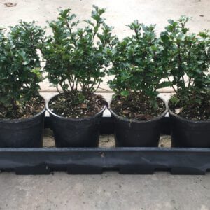 Ilex crenata Little Rascal in 17 cm pot, 5 a 6 per meter