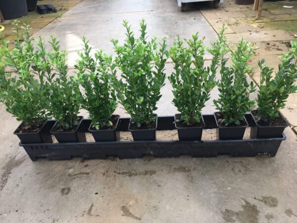 ILEX crenata Caroline Upright met 5 planten per 11x11 cm pot