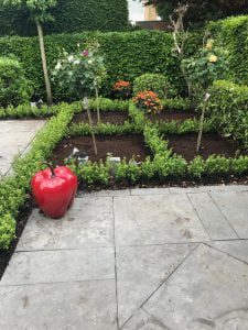 Ilex tuinen Amstelveen 17 cm pot 20/30 cm hoog met 8 planten per pot