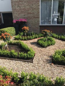 Ilex tuinen Amstelveen 17 cm pot 20/30 cm hoog met 8 planten per pot