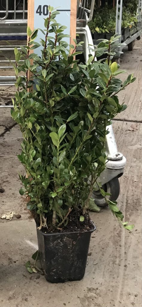 Ilex crenata Caroline Upright Flinke struiken met veel planten in één pot